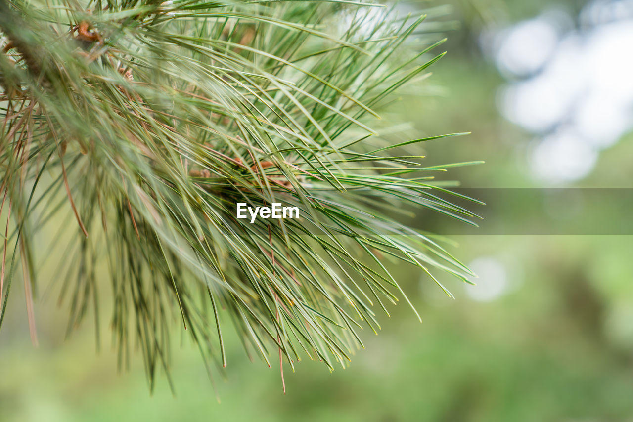 A local close-up of the branches and leaves of pines outside