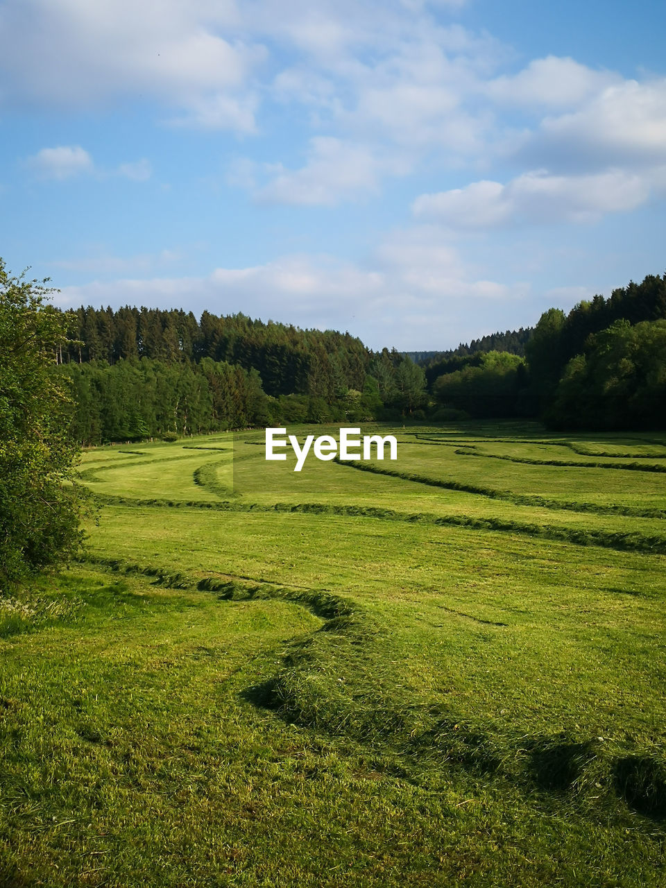 Sauerland landscape with fresh hay lines. 