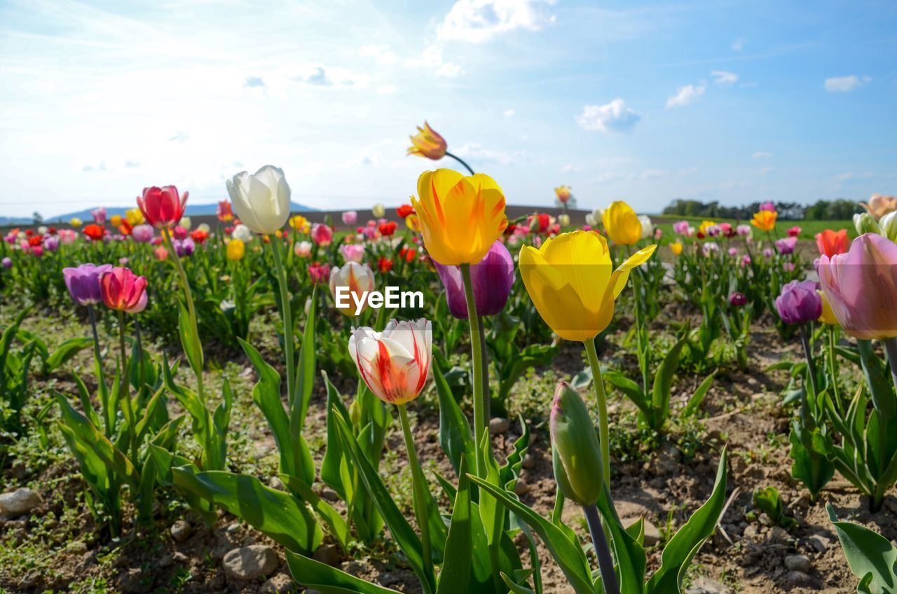 CLOSE-UP OF FRESH YELLOW TULIPS IN FIELD