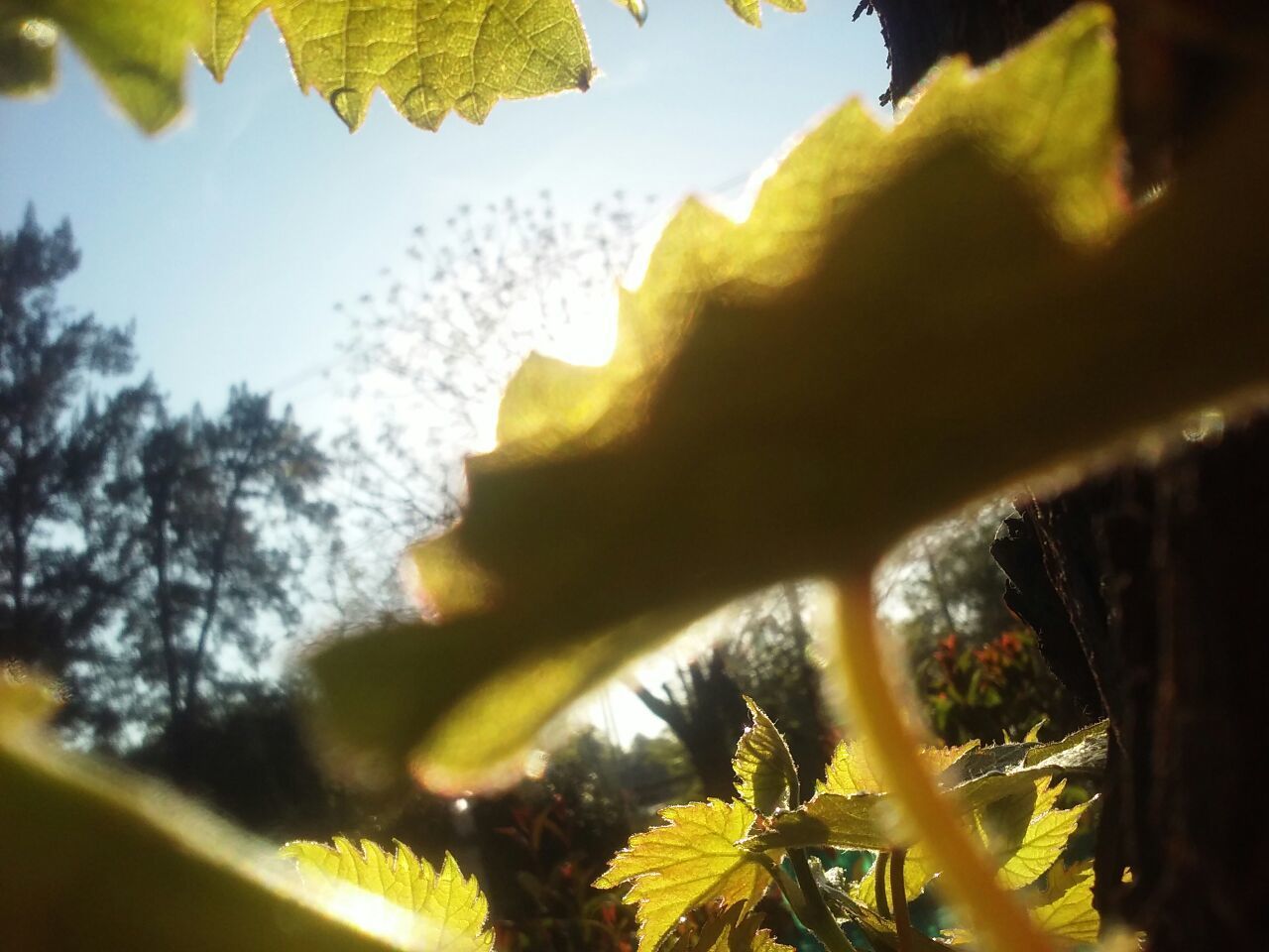 LOW ANGLE VIEW OF PLANTS AGAINST TREES