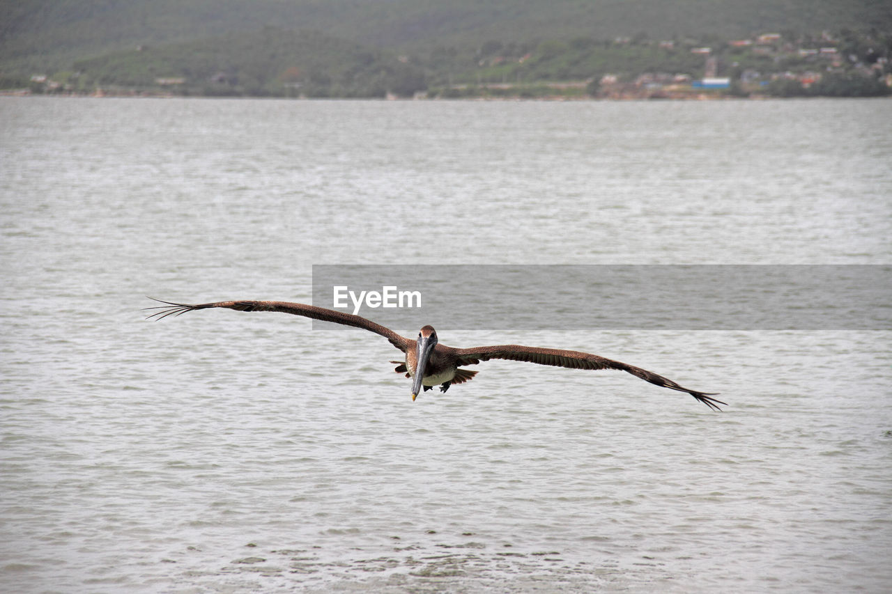 SEAGULL FLYING OVER A RIVER