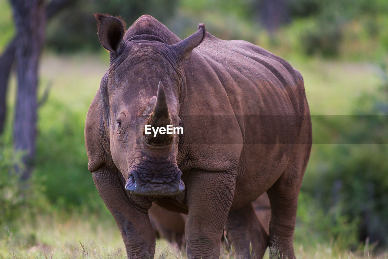 Portrait of rhinoceros standing on field