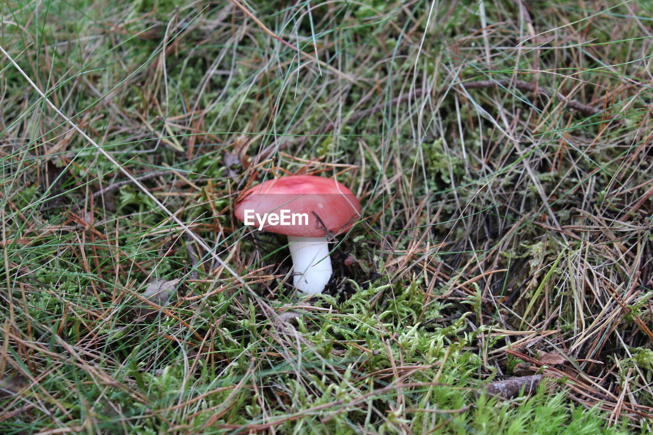 CLOSE-UP OF FLY MUSHROOM IN FIELD