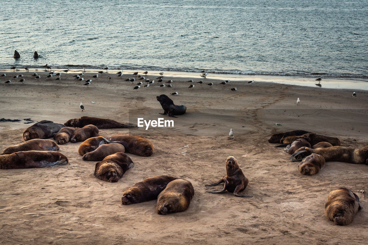 HIGH ANGLE VIEW OF BIRDS ON BEACH