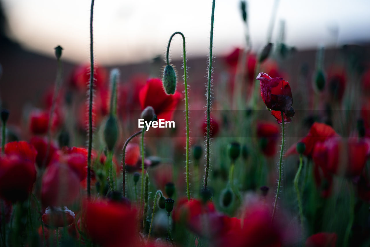 Close-up of red poppy flowers on field