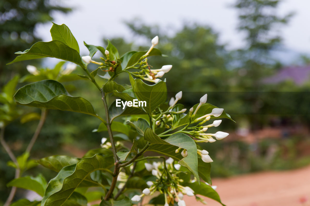 CLOSE-UP OF FLOWERING PLANT AGAINST WHITE WALL