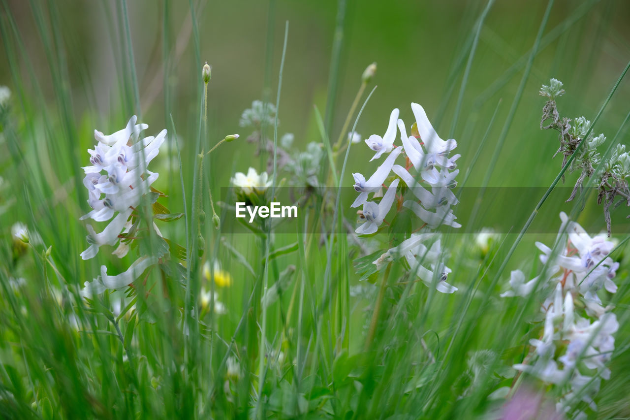 Ukranian bluebells, hyacinthoides non-scripta, selective focus and diffused foreground in spring