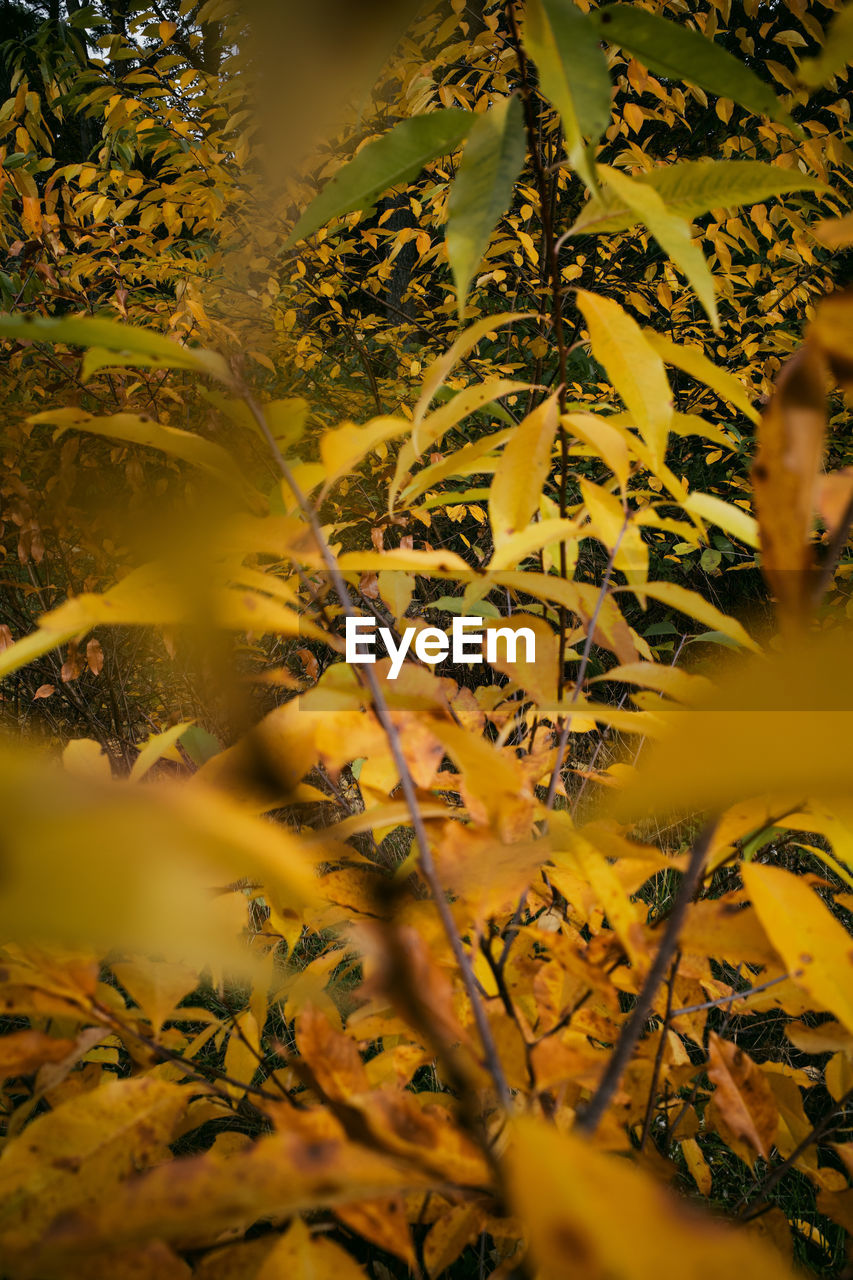 CLOSE-UP OF YELLOW FLOWERING PLANTS AND LAND