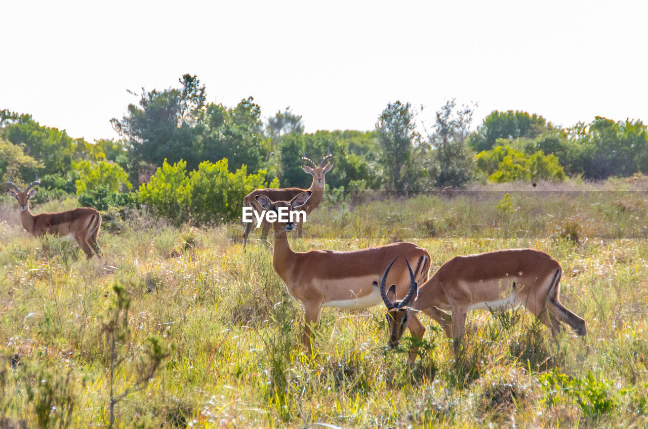 DEER STANDING IN FIELD