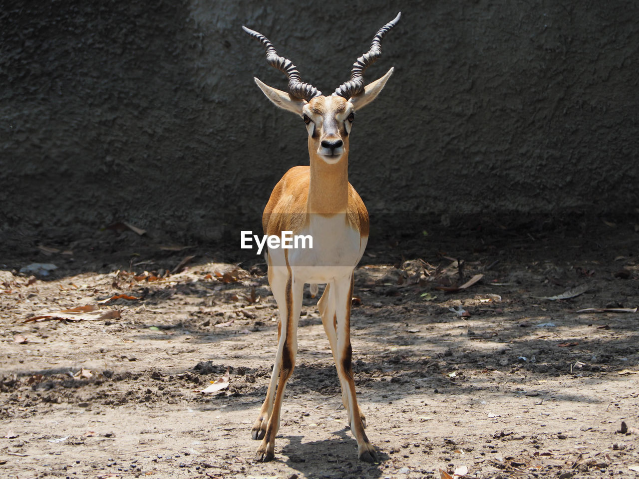 animal, animal themes, mammal, animal wildlife, wildlife, one animal, springbok, antelope, no people, portrait, looking at camera, nature, deer, standing, gazelle, land, day, domestic animals, full length, impala, sunlight, outdoors, brown, front view, herbivorous