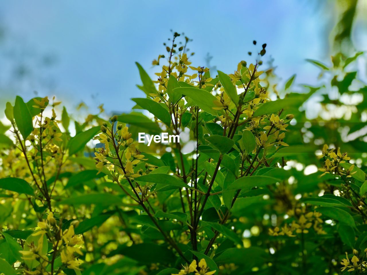 Close-up of flowering plants and leaves on plant