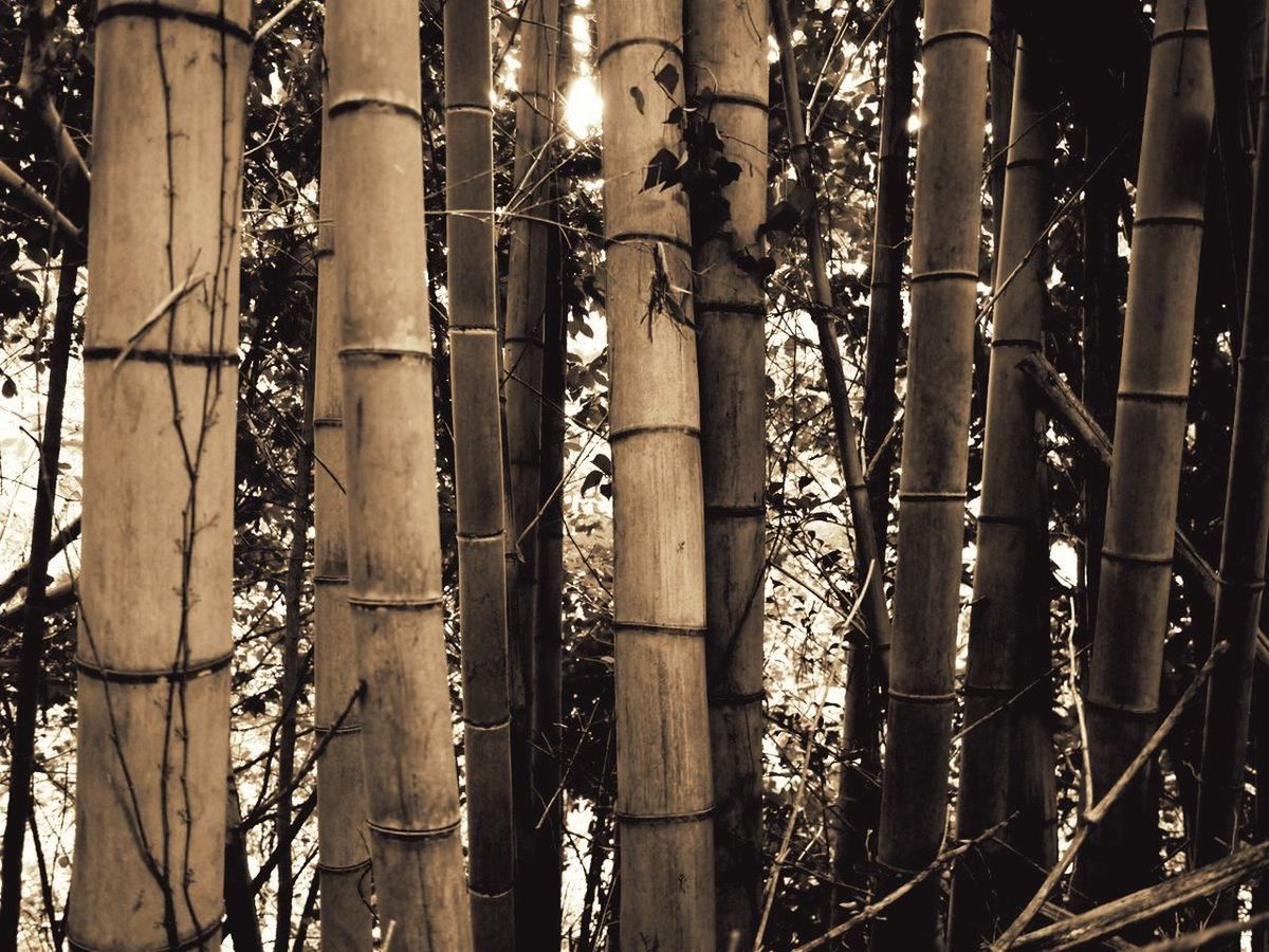 FULL FRAME SHOT OF BAMBOO TREE TRUNK IN FOREST