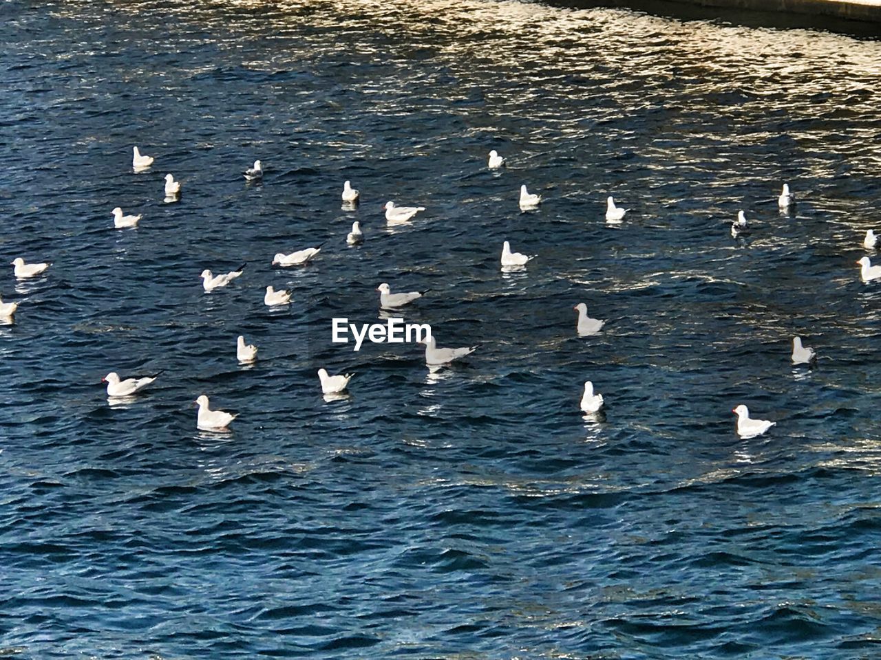 SEAGULLS IN SEA