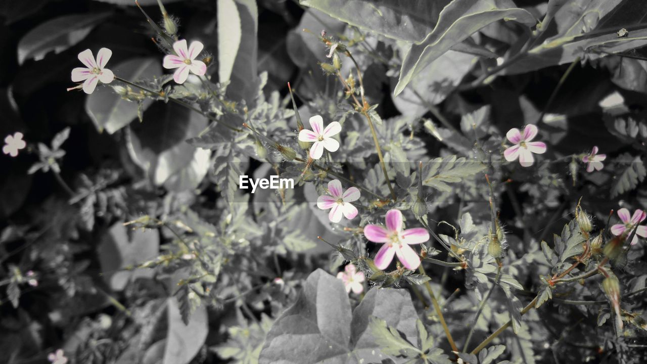 CLOSE-UP OF BLOOMING FLOWERS