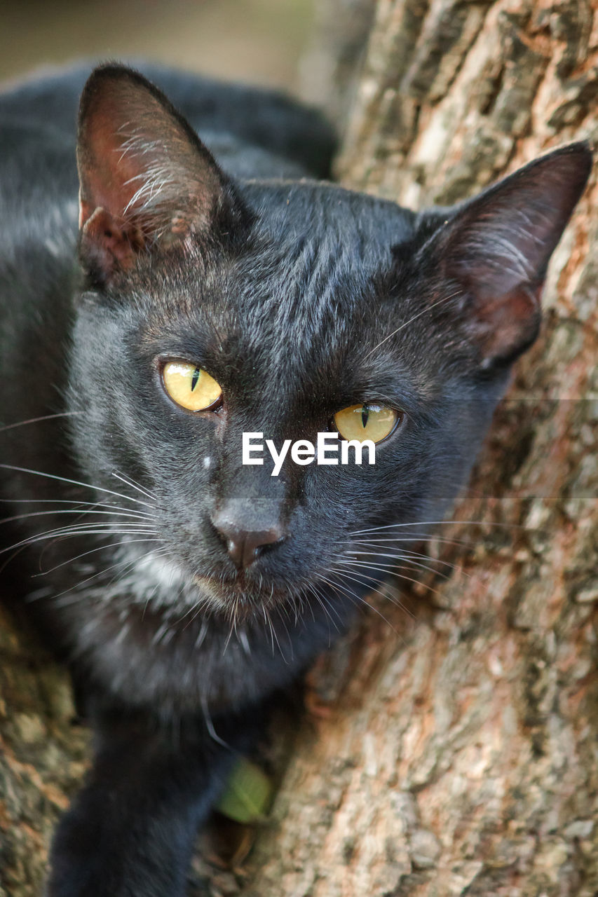 cat, pet, animal themes, animal, mammal, one animal, domestic animals, domestic cat, feline, black cat, whiskers, portrait, looking at camera, black, felidae, close-up, animal body part, small to medium-sized cats, no people, carnivore, eye, animal eye, yellow eyes, day, animal head