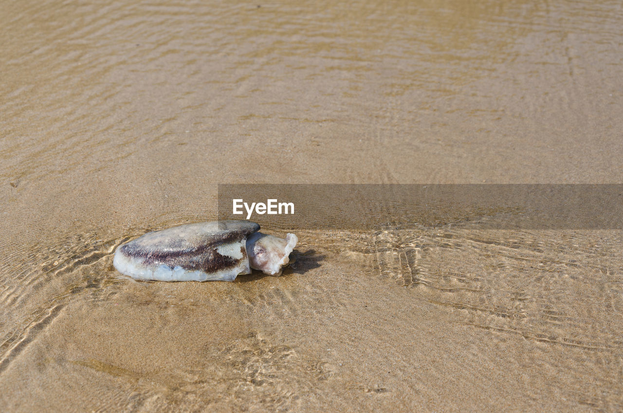 HIGH ANGLE VIEW OF CRAB ON SAND