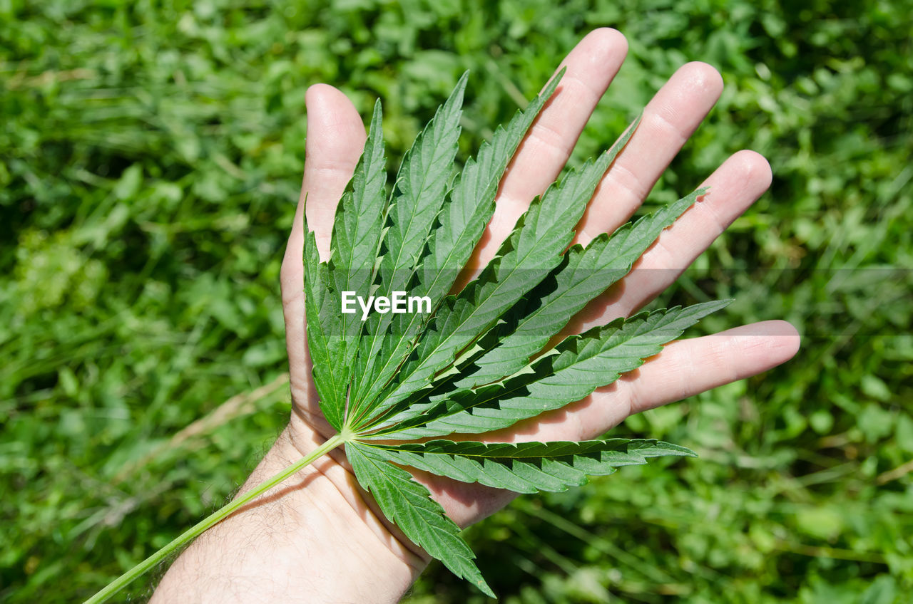 cropped hand of woman holding plant