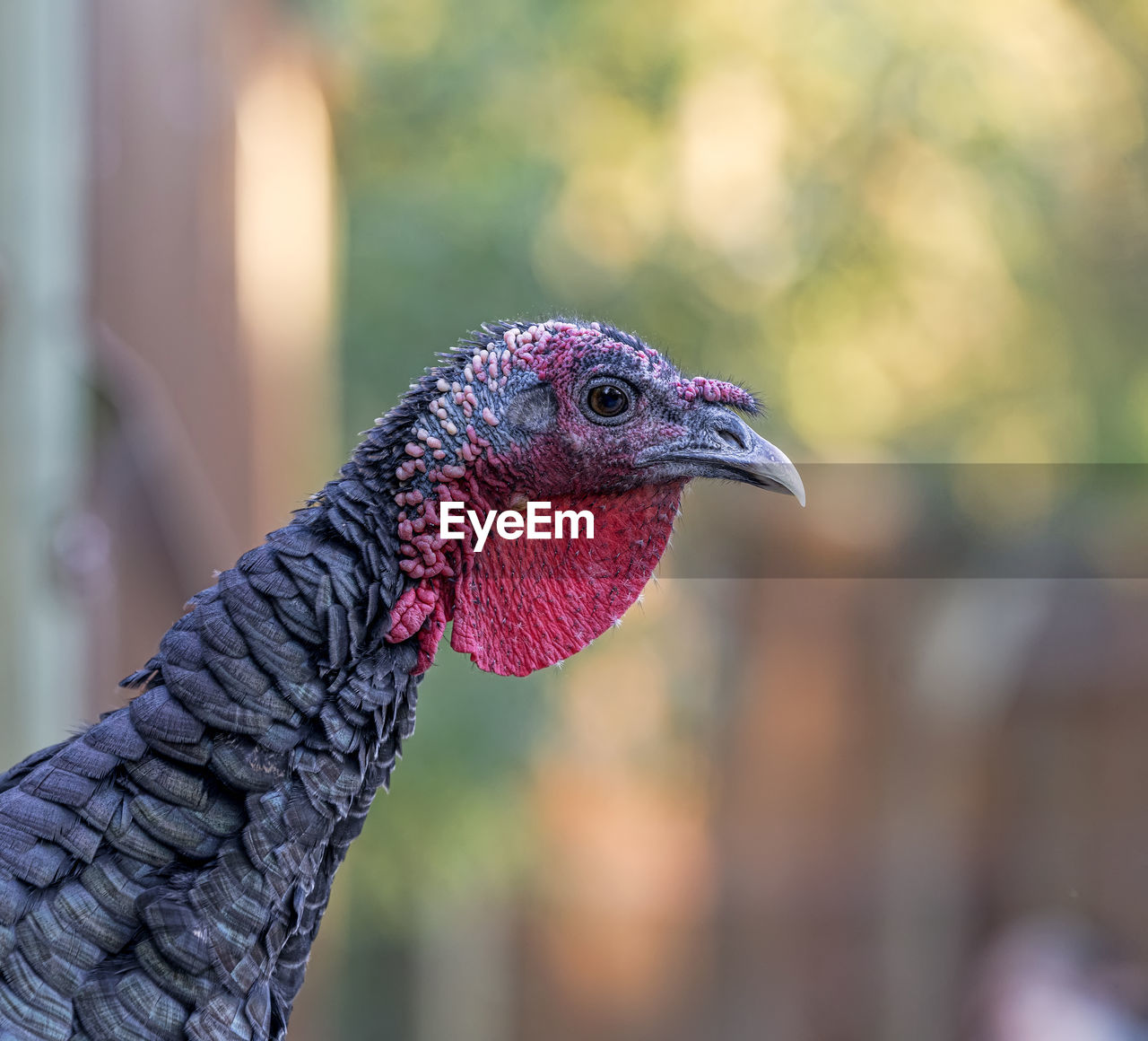 animal themes, animal, one animal, bird, close-up, beak, animal body part, wild turkey, focus on foreground, wildlife, animal head, animal wildlife, turkey, domestic animals, profile view, no people, nature, livestock, pet, day, outdoors, side view, multi colored, domesticated turkey