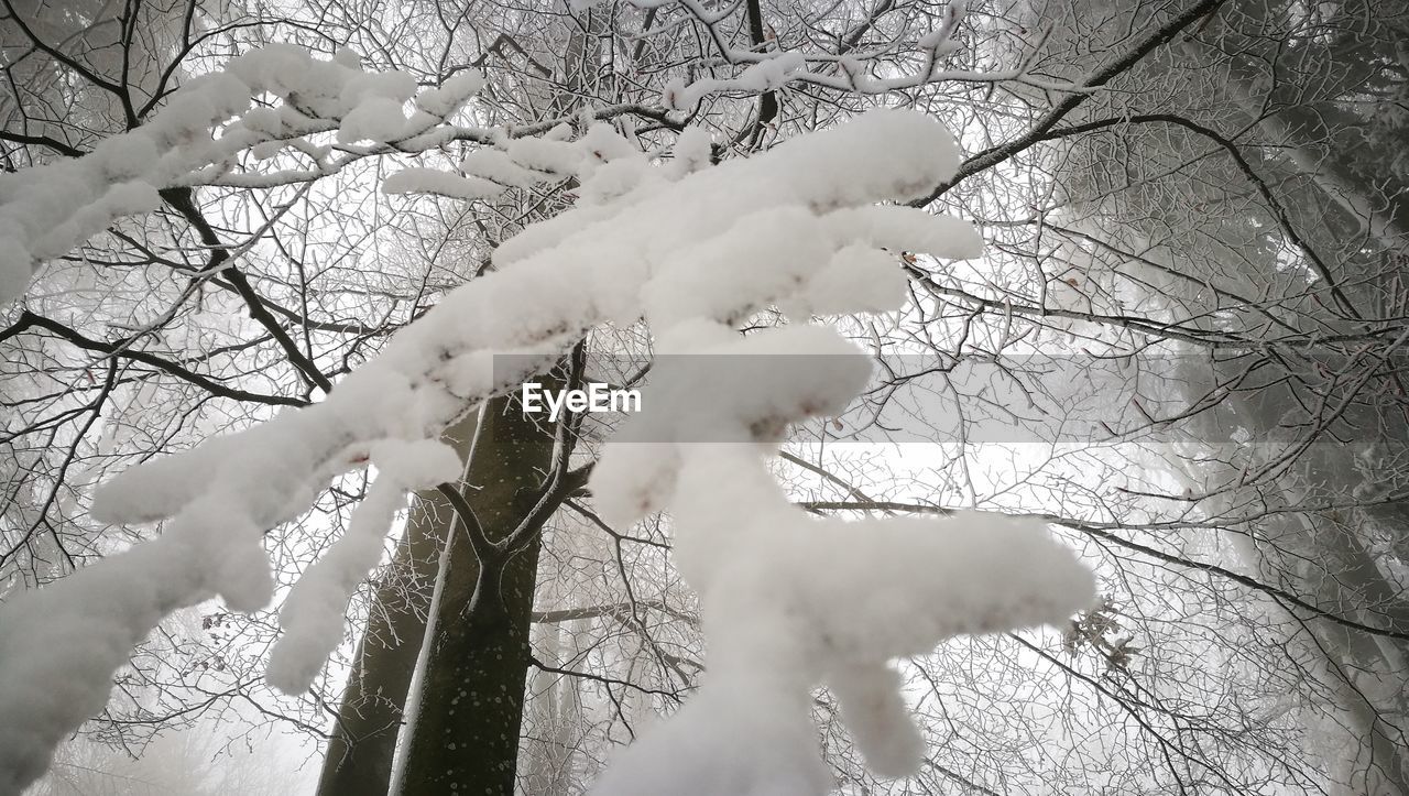 BARE TREE IN WINTER