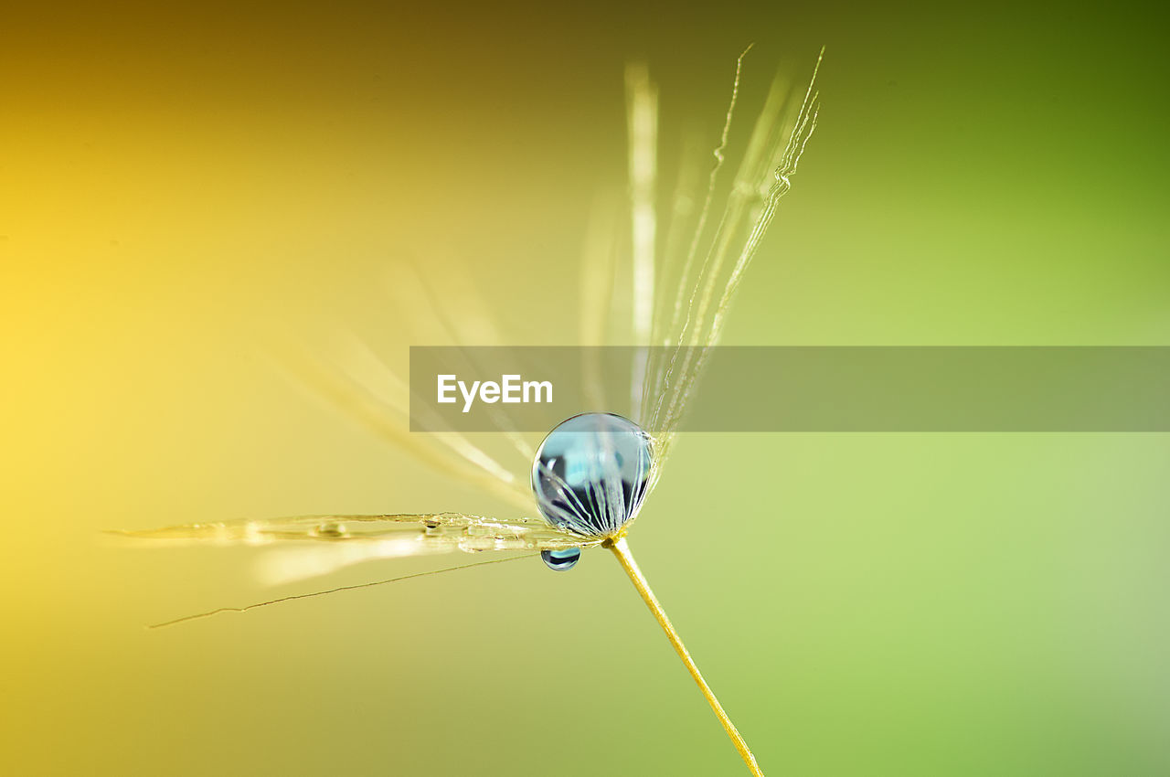 Close-up of water drop on plant 