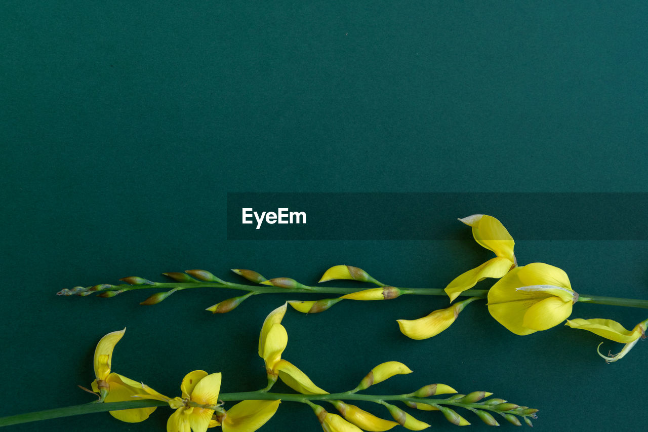 CLOSE-UP OF YELLOW FLOWERING PLANT ON TABLE