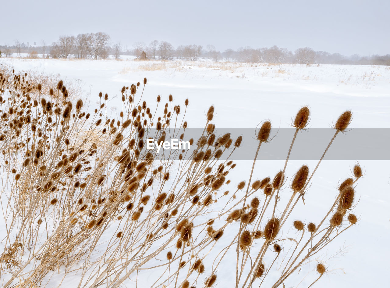 Plants on field against sky during winter