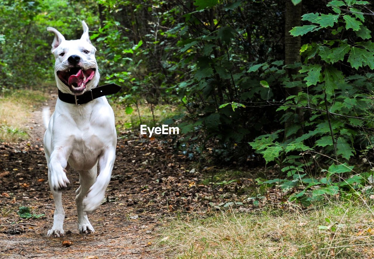 Dog running in forest
