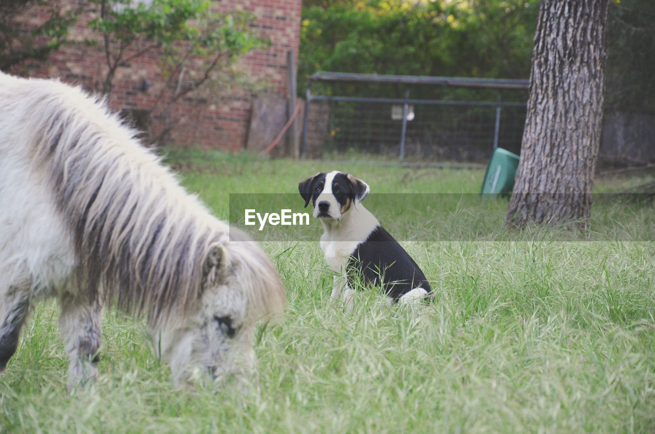 Miniature horse and dog on grassy field at farm