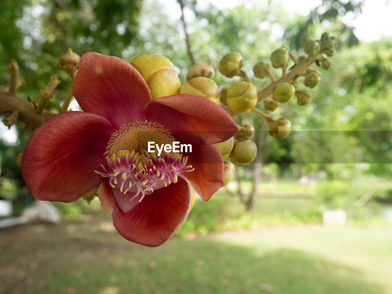 Close-up of flowering plant in park