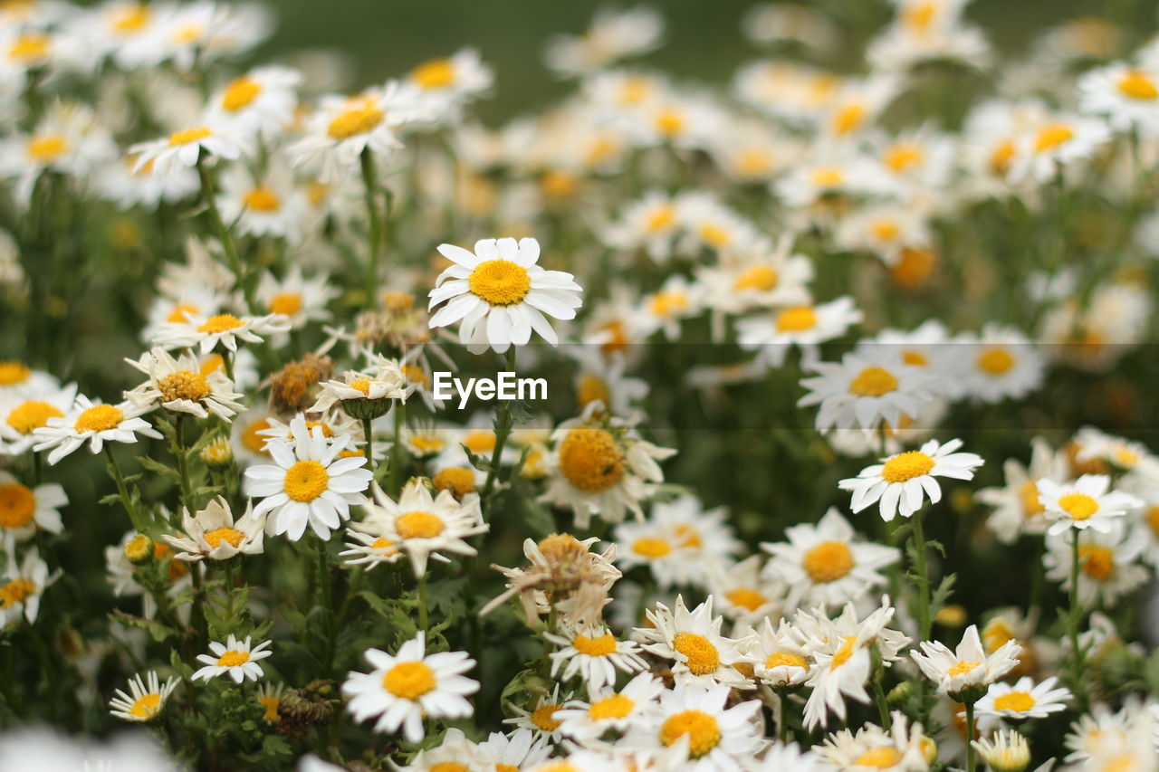 Close-up of daisy flowers on field