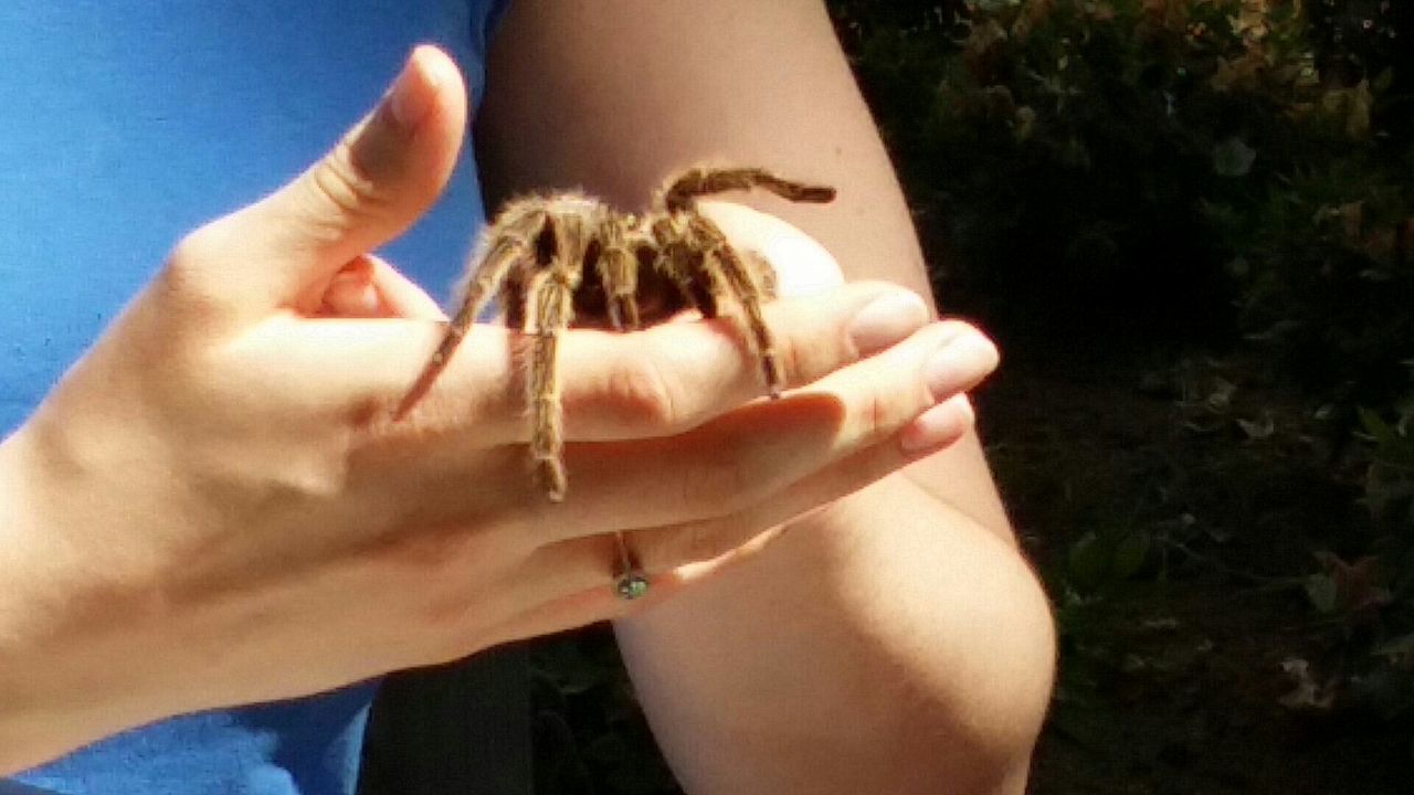 CROPPED IMAGE OF HAND HOLDING WINDOW