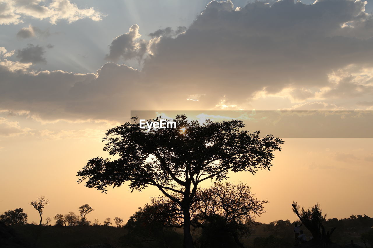 Low angle view of silhouette tree against sky during sunset