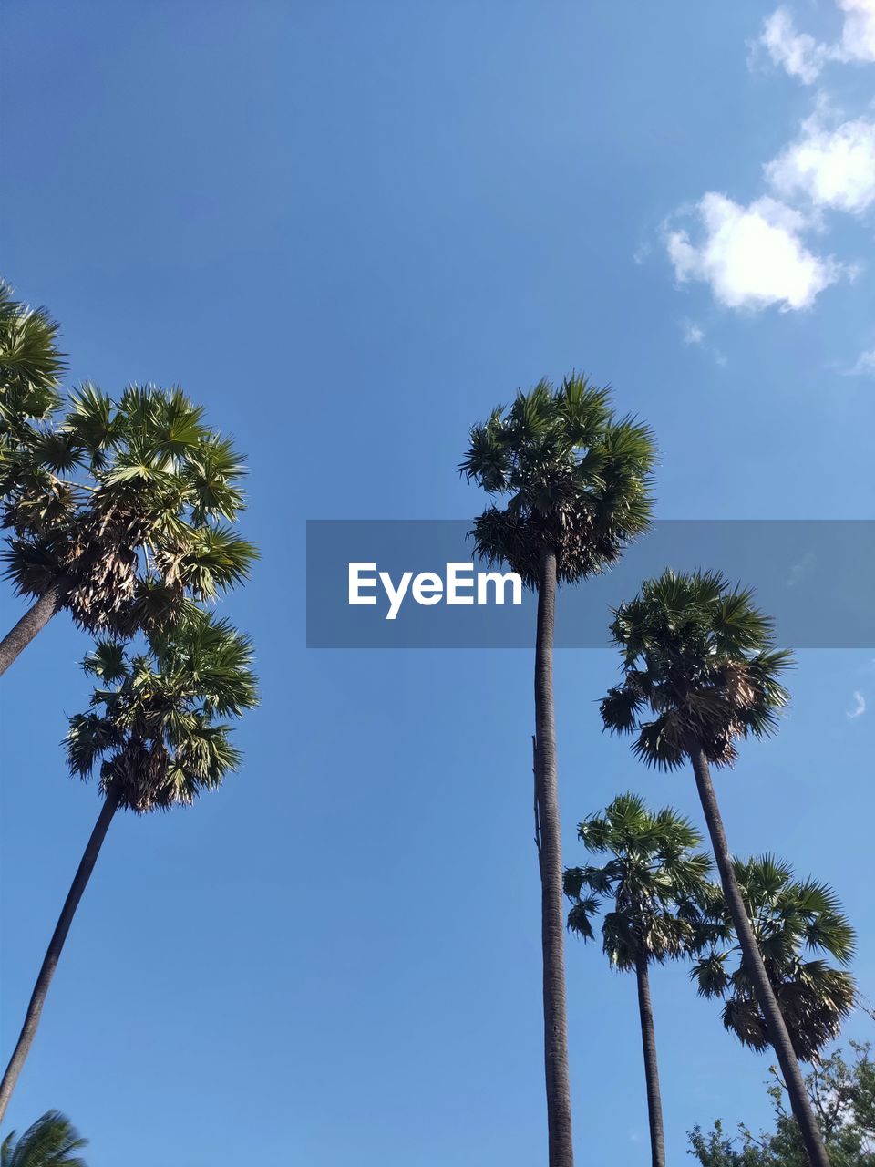 LOW ANGLE VIEW OF PALM TREES AGAINST BLUE SKY
