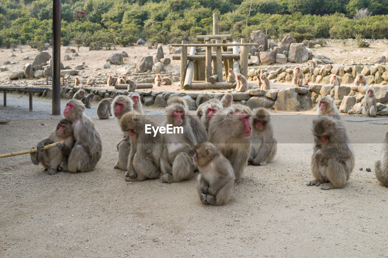 Japanese macaques on field