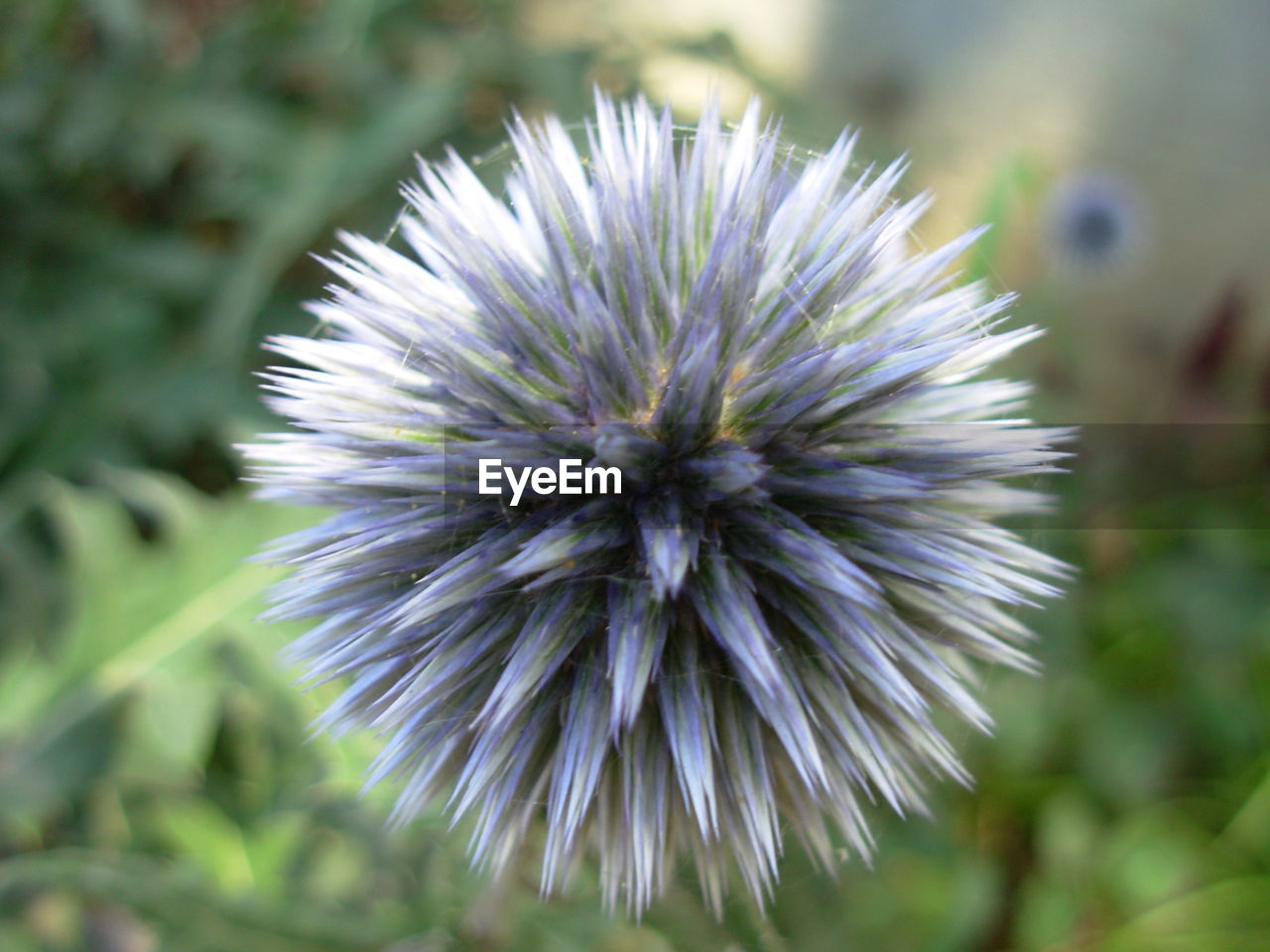 CLOSE-UP OF DANDELION FLOWER