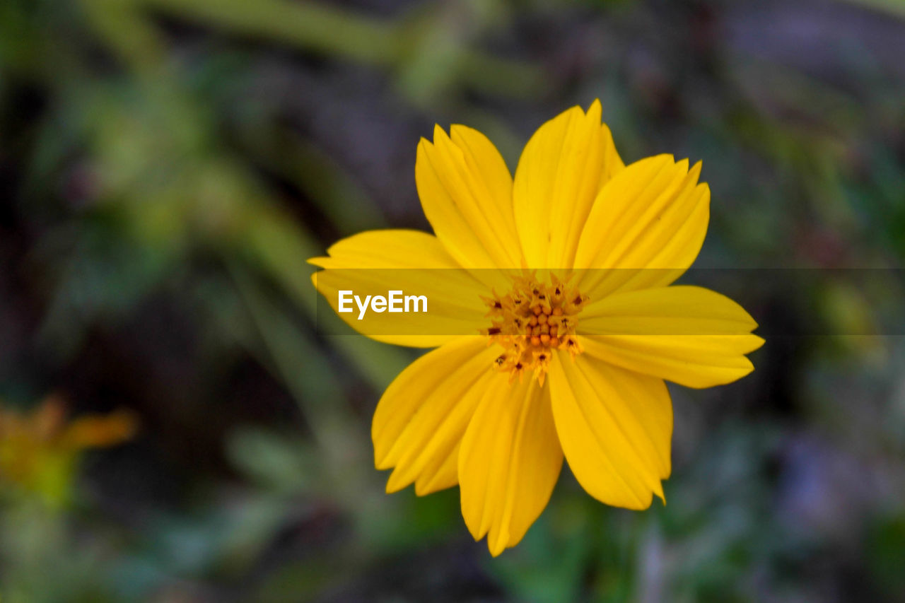 Close-up of yellow cosmos flower