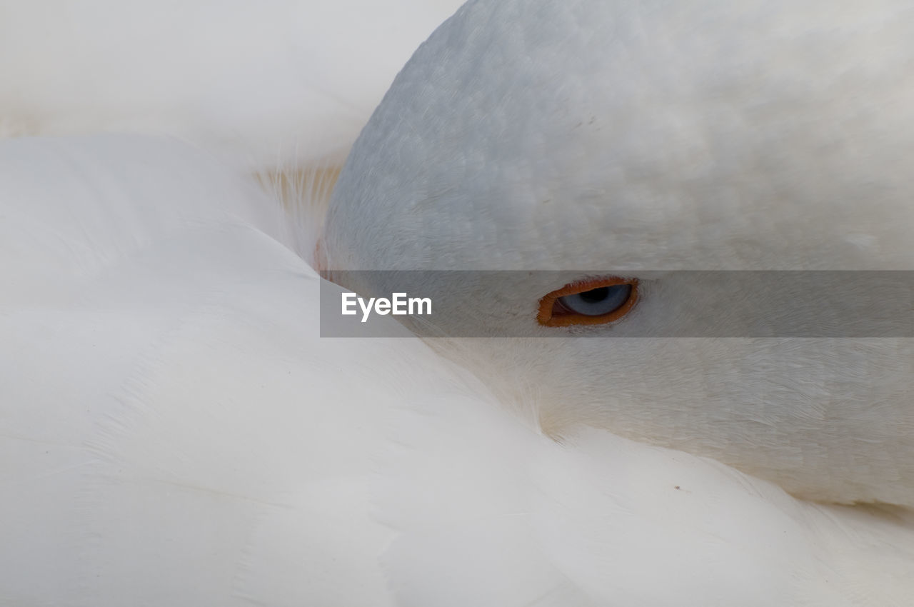 Close-up of goose relaxing