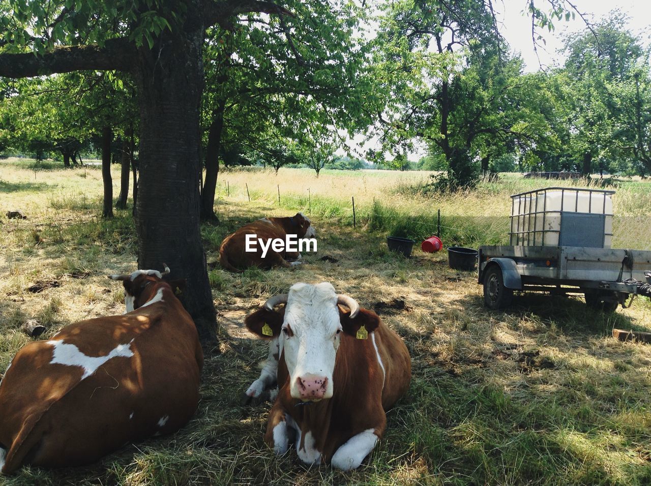 Cows sitting on field 