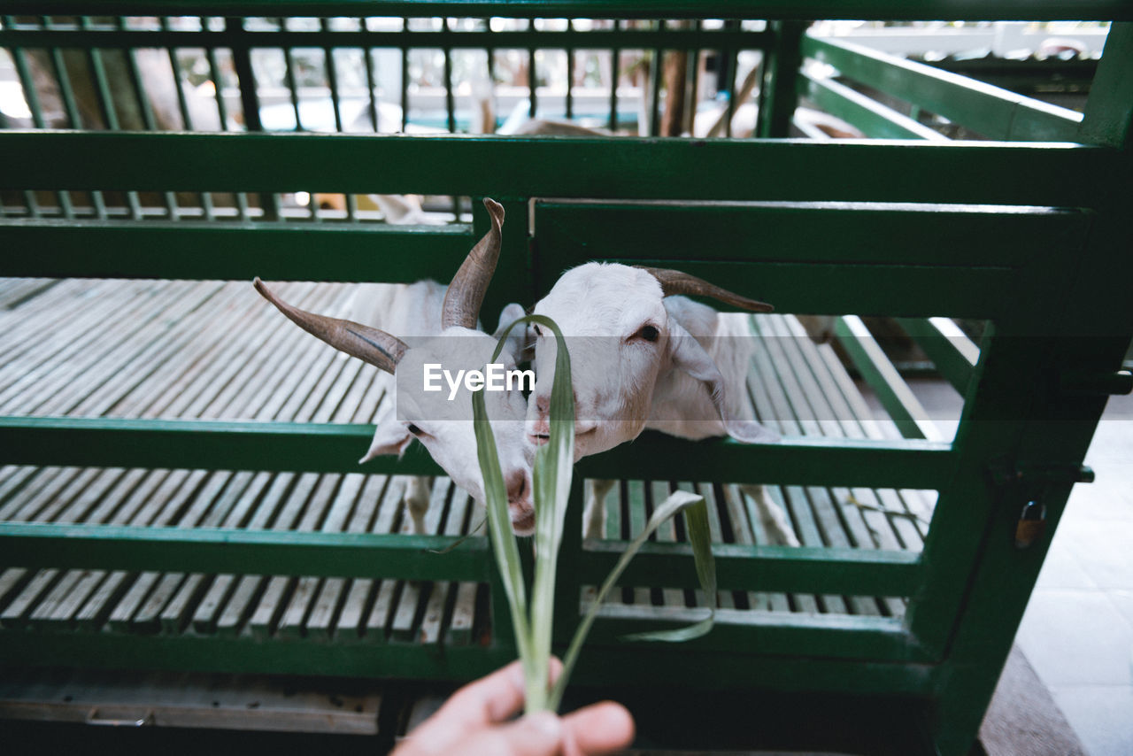 Person feeding goats at farm