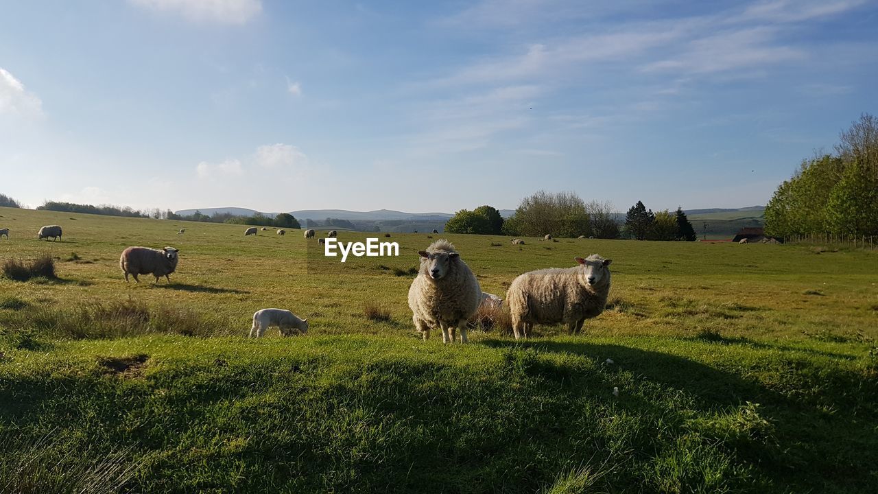 SHEEP IN THE FIELD