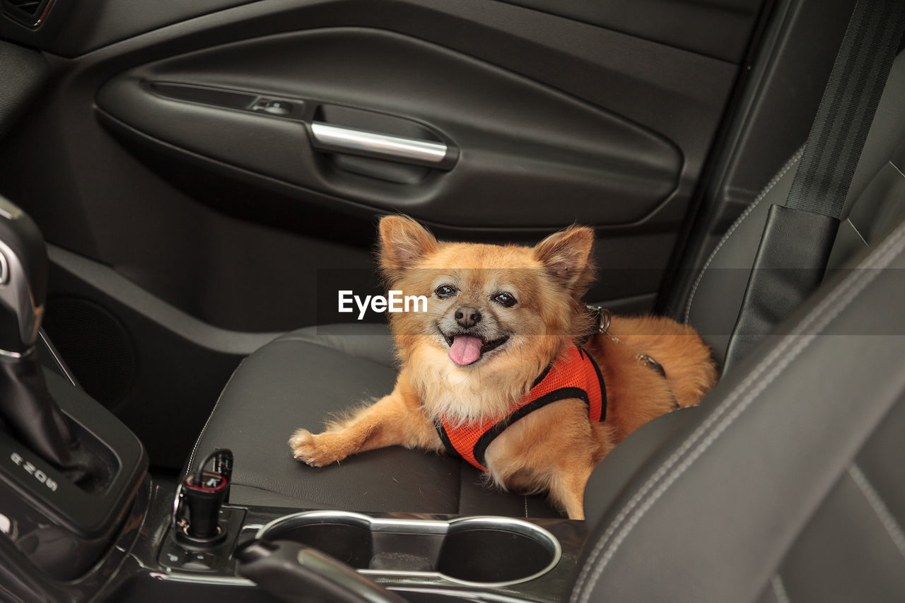 Portrait of dog sitting in car