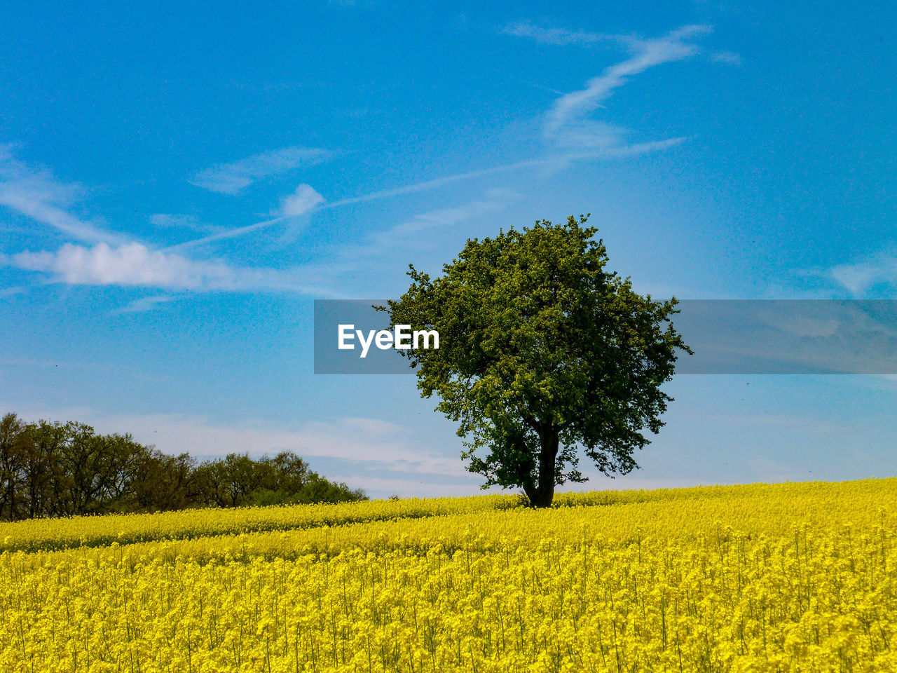 Scenic view of oilseed rape field against sky