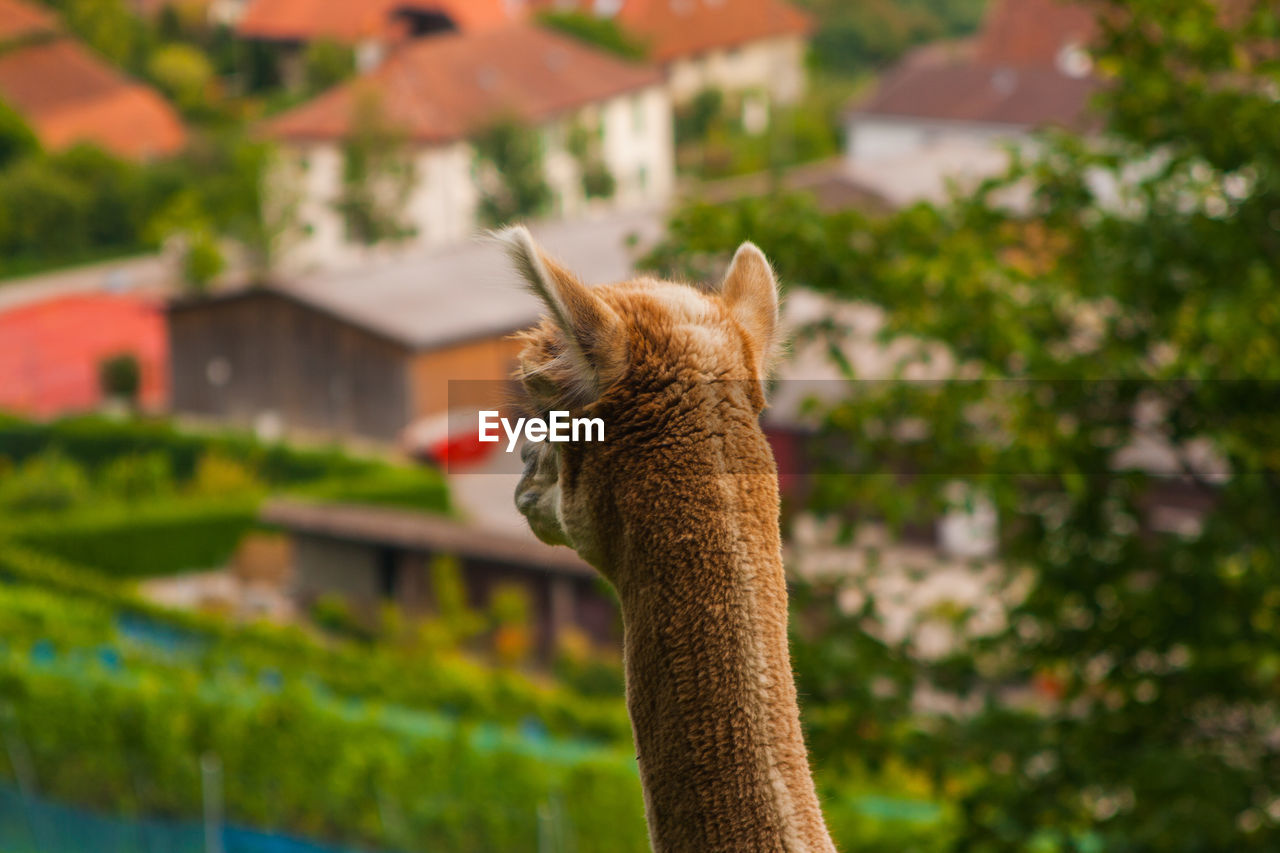 Close-up of llama looking away