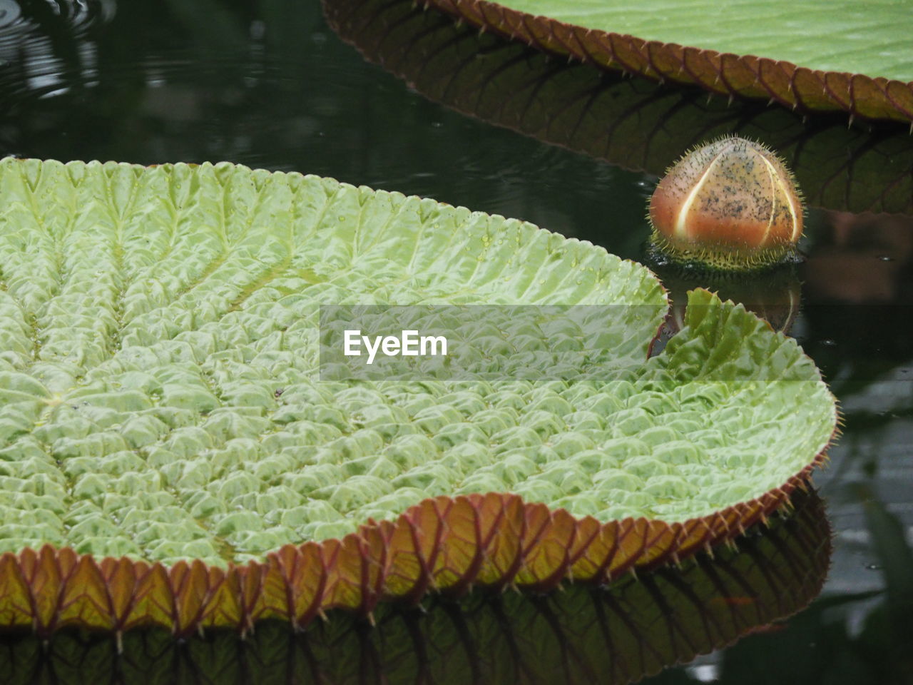 CLOSE-UP OF SNAKE ON WATER