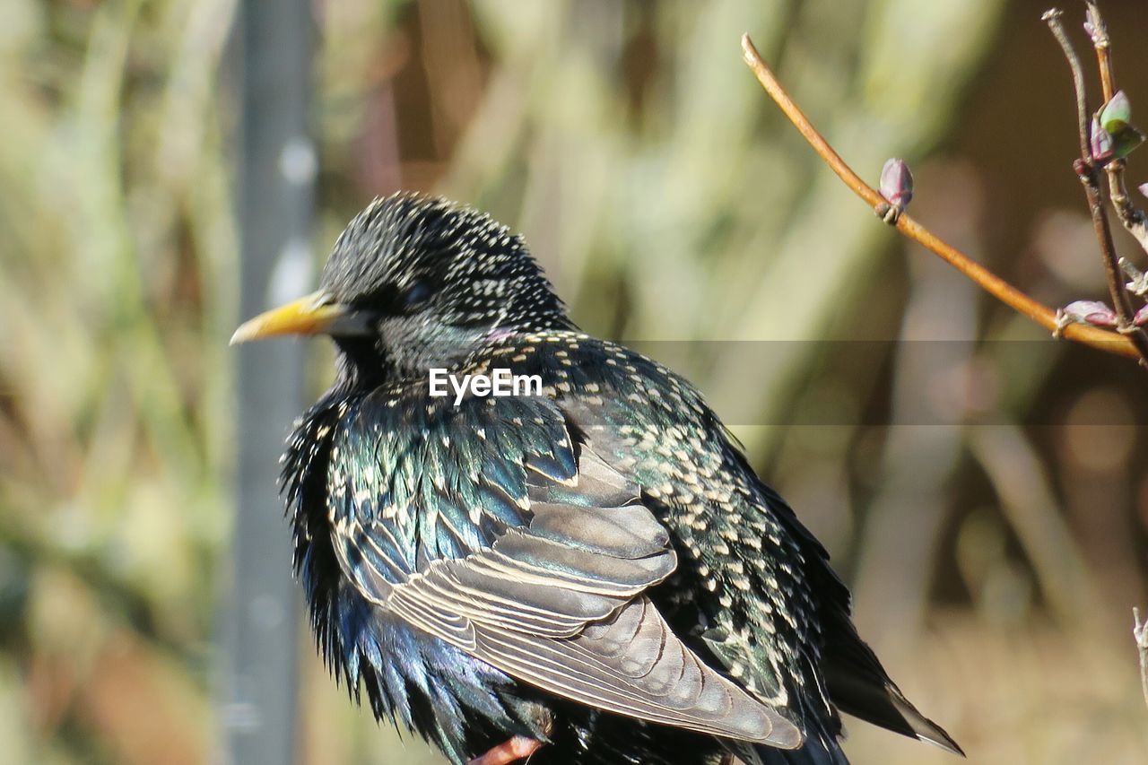 CLOSE-UP OF BIRD PERCHING ON TREE