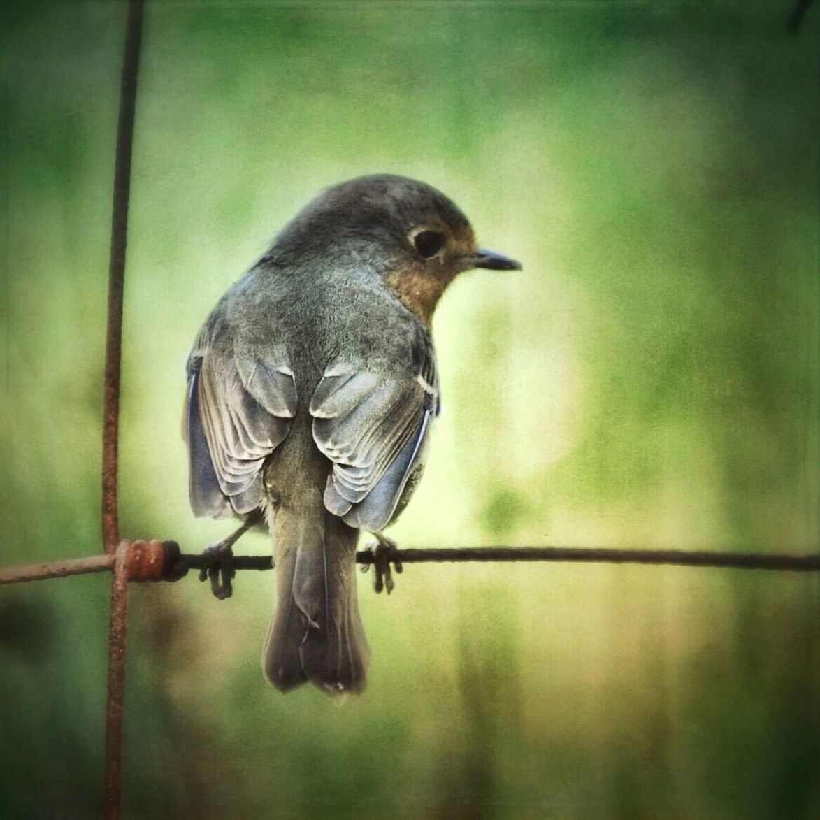 CLOSE-UP OF BIRD PERCHING ON WOODEN FENCE