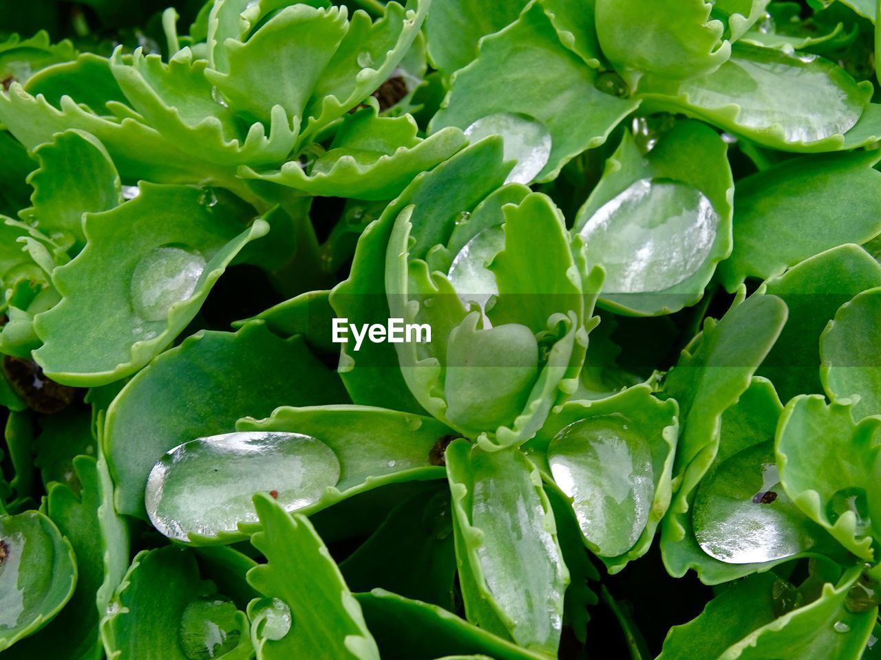 Close-up of wet plant leaves