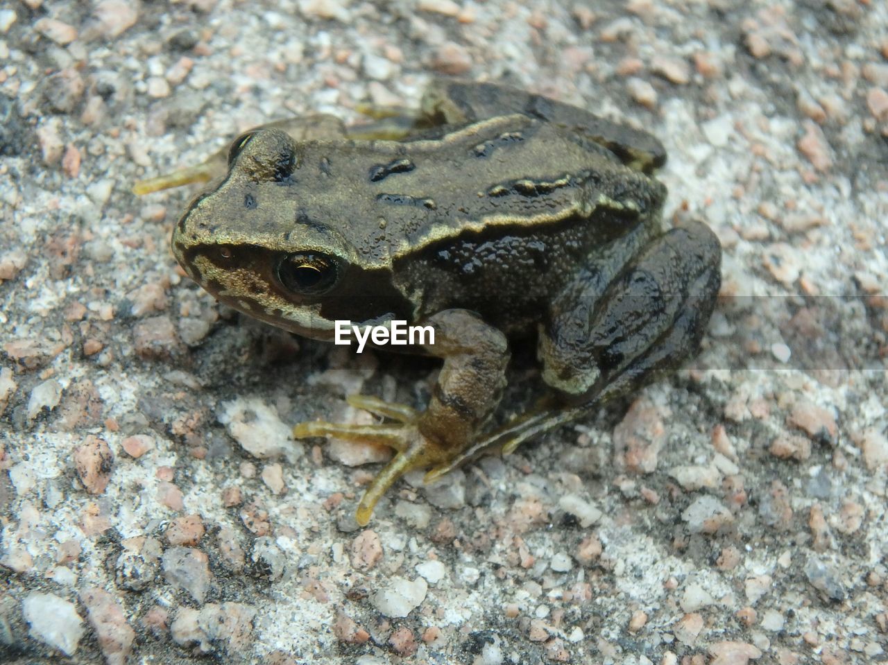 High angle view of frog on rock
