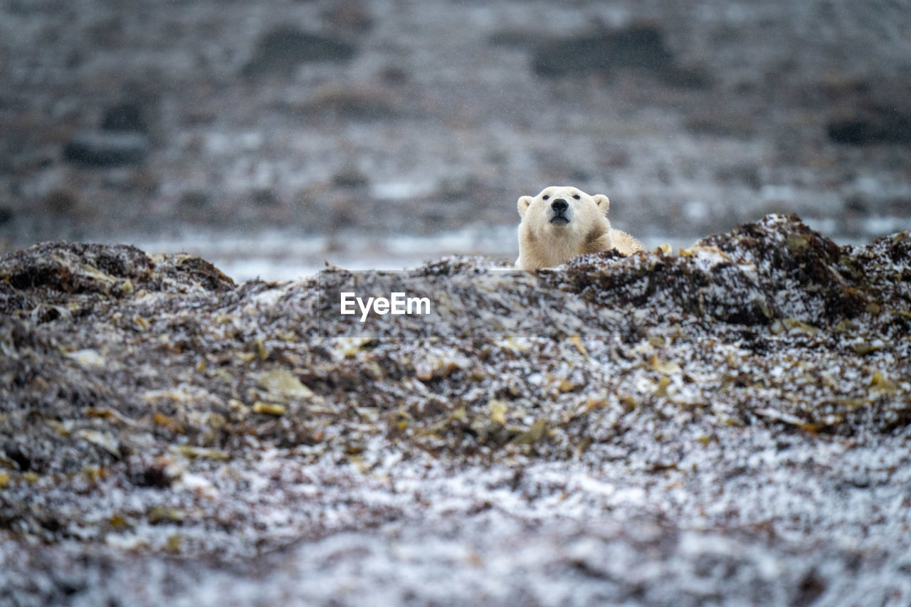 Polar bear peeks over mound of kelp