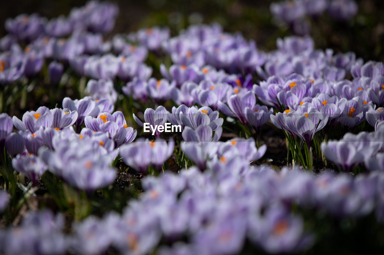 CLOSE-UP OF PURPLE FLOWERING PLANTS